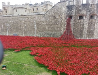 Poppies at the Tower