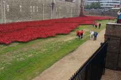 poppies1